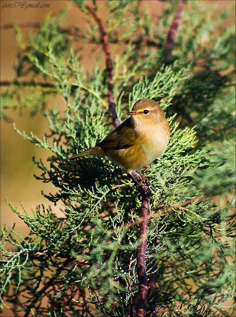 Passeriformi al CHM di Ostia (identificazione)